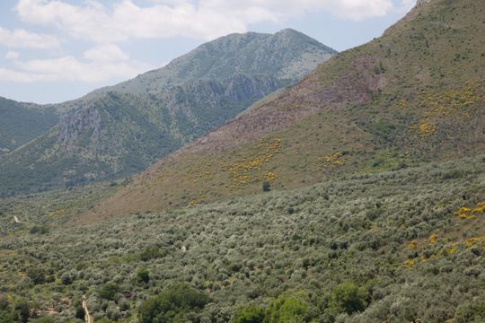 Cosa vedere nel Parco Regionale Dell'Olivo di Venafro | Turismo Viaggi Italia