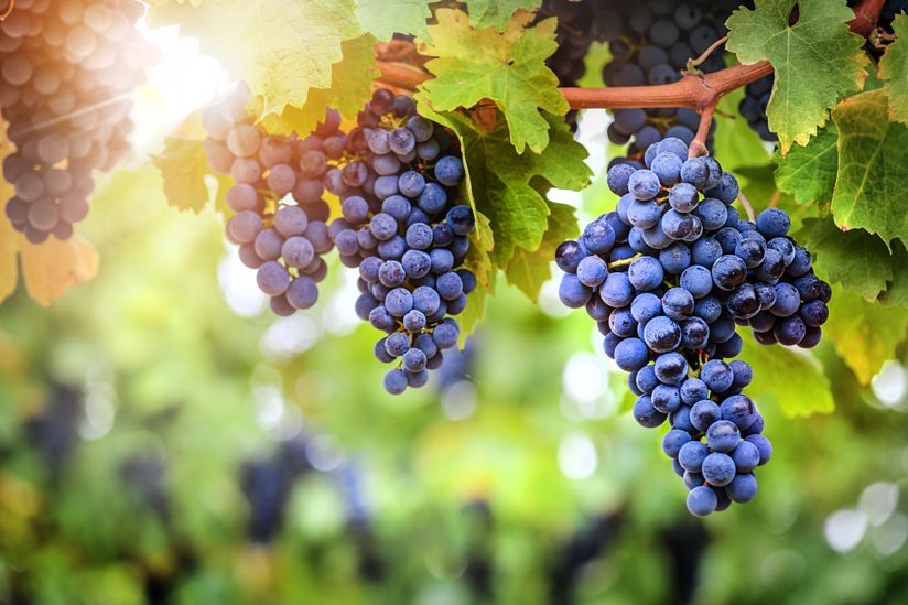 Strada dei Vini e Sapori Colli d'Imola | Turismo Viaggi Italia