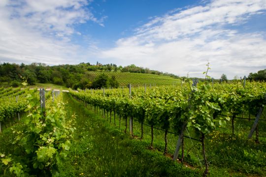 Strada dei Vini dei Colli Berici | Vini, prodotti tipici e borghi