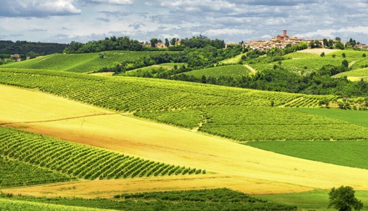 Strada del Vino Alto Monferrato | Cosa vedere, vino e prodotti tipici