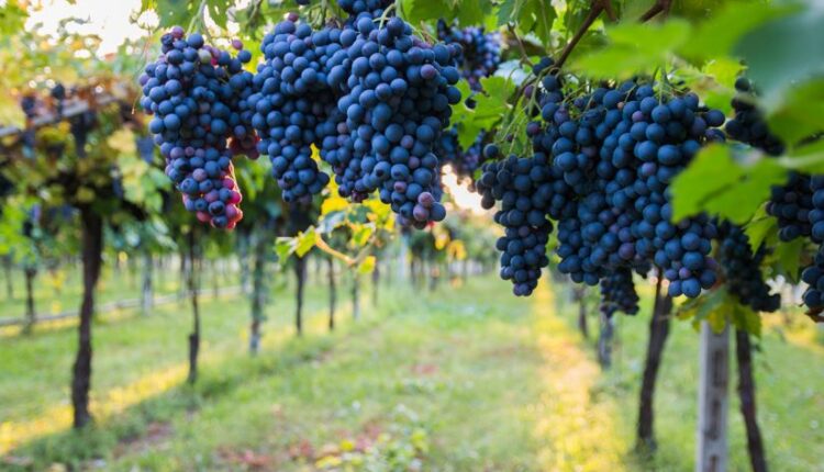 Strada del Vino Bardolino Doc | Borghi, città e vini