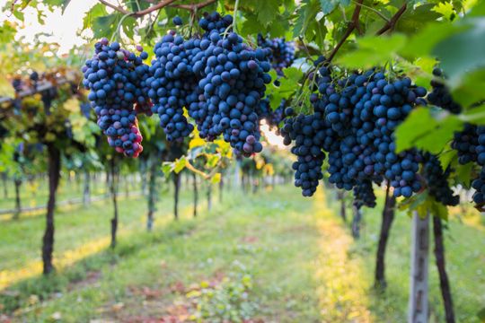 Strada del Vino Bardolino Doc | Borghi, città e vini