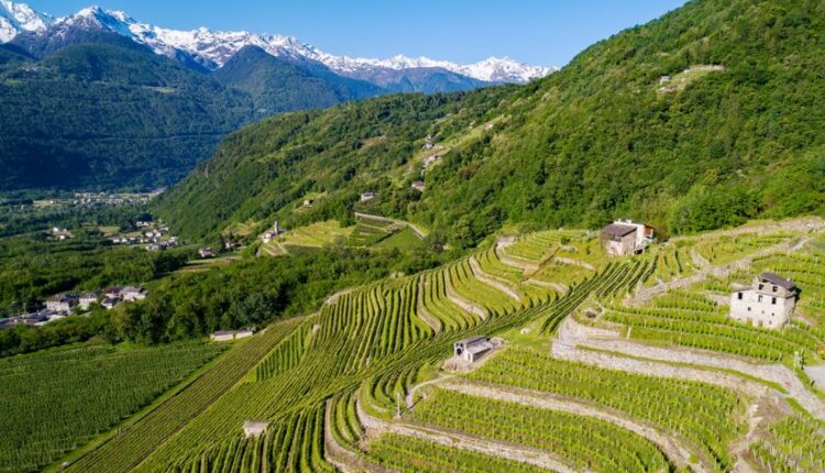 Strada del Vino e dei Sapori della Valtellina | Turismo Viaggi Italia